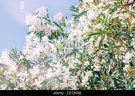 Fleurs blanches de nérium sur la branche avec ciel bleu Banque D'Images