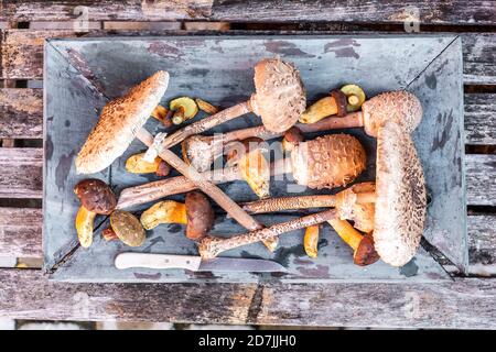 Champignons fraîchement cueillis à l'intérieur de la vieille caisse Banque D'Images