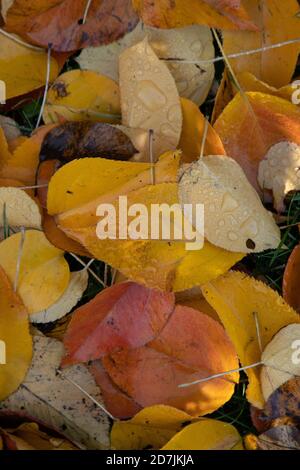 Feuilles d'automne colorées sur le sol aux jardins botaniques royaux, (Kew Gardens), Kew, Londres Banque D'Images