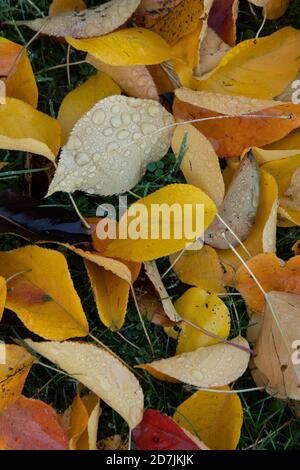 Feuilles d'automne colorées sur le sol aux jardins botaniques royaux, (Kew Gardens), Kew, Londres Banque D'Images