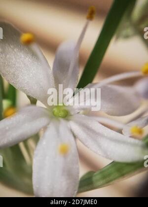 Fleur d'une plante d'araignée, Chlorophytum comosum, macrophotographie Banque D'Images