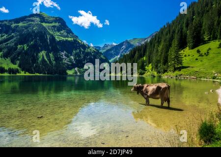 Autriche, Tyrol, Cow debout cheville au fond du pittoresque lac Vilsalpsee Banque D'Images