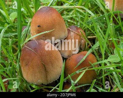 Titre toadtabourets qui grandissent à travers l'herbe un signe que L'automne est arrivé Banque D'Images