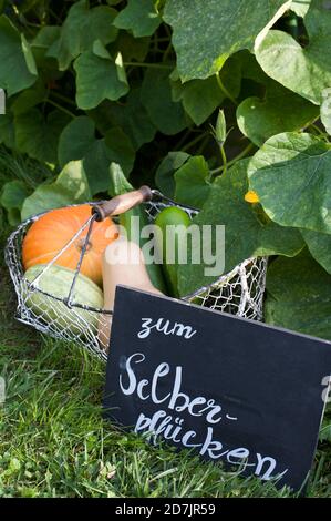 Panneau d'information en libre-service situé sur l'herbe devant le panier de courgettes fraîchement cueillies Banque D'Images