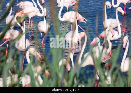 Grand groupe de flamants plus grands (Phoenicopterus roseus) dans l'eau le jour ensoleillé Banque D'Images