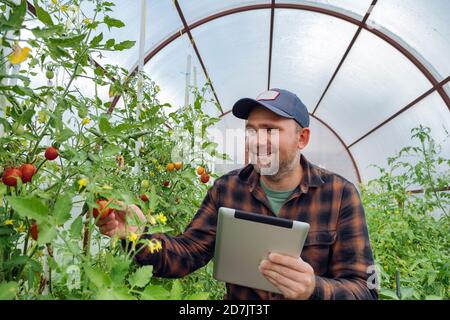 Homme souriant utilisant un comprimé tout en examinant la tomate en serre Banque D'Images