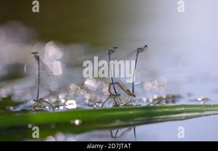 Les damselflies, Lestidae, mettent des oeufs sous l'eau devant l'arrière-plan flou Banque D'Images