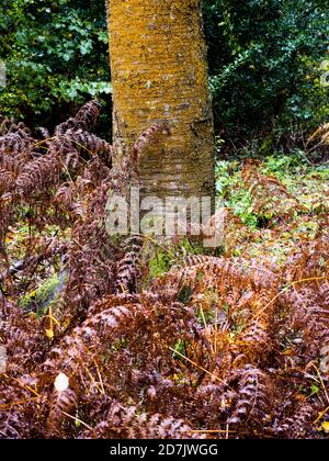 Lichen bonne qualité de l'air, Paysage de la forêt d'automne, Lichen jaune, Bois, Marks Corner, Oxfordshire, Angleterre, Royaume-Uni, GB. Banque D'Images