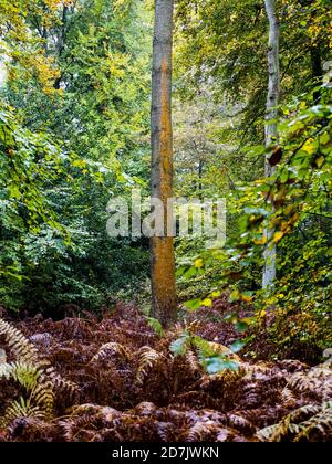 Lichen bonne qualité de l'air, Paysage de la forêt d'automne, Lichen jaune, Bois, Marks Corner, Oxfordshire, Angleterre, Royaume-Uni, GB. Banque D'Images