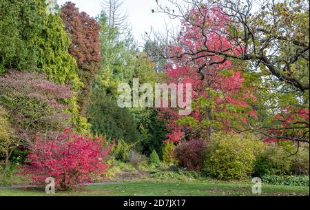 Photographie prise aux jardins botaniques du parc Royal Victoria, Bath Somerset, Royaume-Uni. Banque D'Images