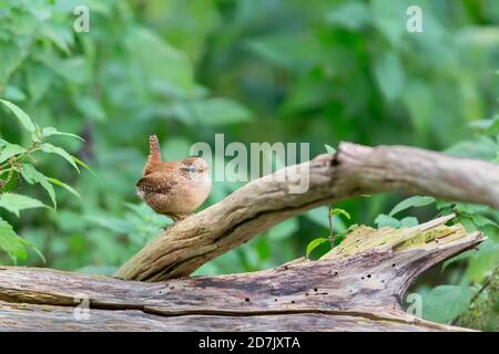 Wren eurasien (troglodytes troglodytes) assis sur une branche en automne. Banque D'Images