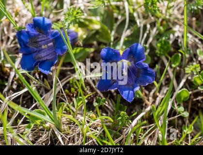 Gros plan bleu florissant gentiane, Gentiana alpina avec des feuilles vertes sur la prairie alpine, foyer sélectif Banque D'Images