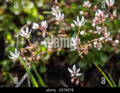 Fleurs et bourgeon de Saxifraga umbrosa ou urbium gros plan avec des feuilles vertes, foyer sélectif, fond de bokeh Banque D'Images