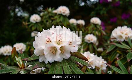 Vue rapprochée d'une fleur blanche d'un magnifique Bush exotique dans un jardin botanique au printemps. Focus sur la tête de fleur au centre avec arrière-plan bokeh. Banque D'Images