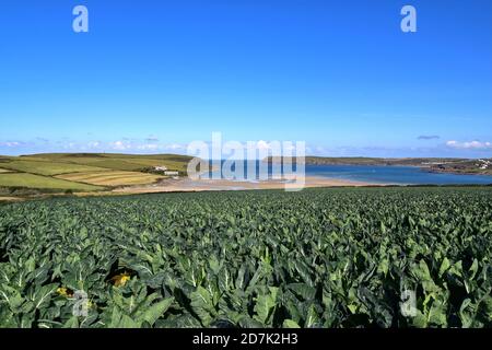 Hawkers Cove et l'estuaire de la rivière Camel. Banque D'Images