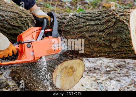 Abattage de l'arbre avec une grande tronçonneuse coupant dans le tronc de l'arbre flou de sciure et de coupures un arbre brisé déraciné, déchiré par le vent lors d'une violente tempête Banque D'Images