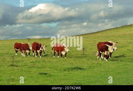 Hereford Cattle marchant en ligne sur une colline herbacée Banque D'Images