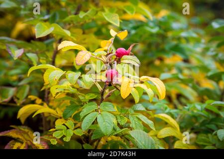 Rosehanches en automne. Sudomer, République tchèque, Europe Banque D'Images