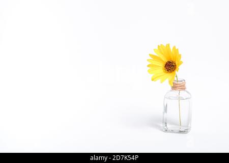 Fleur jaune unique en pot en verre vintage avec eau, vue en angle, espace de copie sur fond blanc Banque D'Images