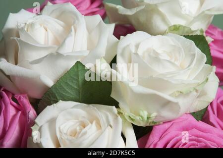 Roses posy sur fond vert, gros plan Banque D'Images