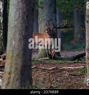 Duelmen, Muensterland, Allemagne. 23 octobre 2020. Un cerf de Virginie (cervus elaphus) avec d'impressionnants bois de bois soufflets et de roars. La saison de rutting des cerfs est entièrement en cours avec des mâles de cerfs rouges et de jachère dans la réserve naturelle de Duelmen établissant leur domination et leur classement. Credit: Imagetraceur/Alamy Live News Banque D'Images