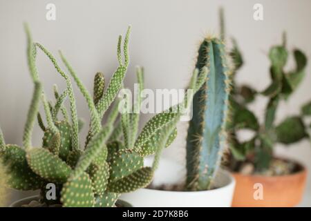 Groupe vert de cactus cactus Banque D'Images