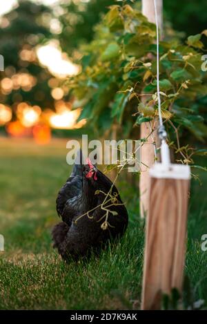 poulet à l'australorpe dans une arrière-cour en mangeant des raisins d'une vigne Banque D'Images