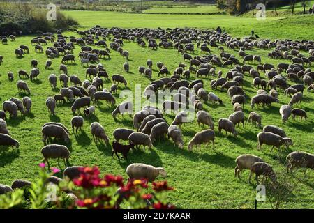 troupeau de moutons chèvre prairie berger herbe Banque D'Images