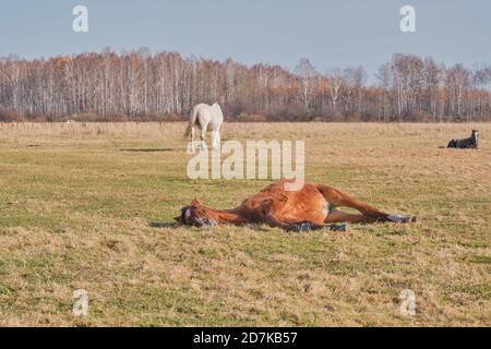 Le mignon cheval marron dort paisiblement sur son côté, allongé sur l'herbe. Un troupeau de chevaux se greffe dans un pâturage à la fin de l'automne. Copier l'espace Banque D'Images