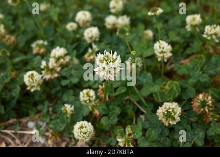 Trifolium repens en fleur Banque D'Images