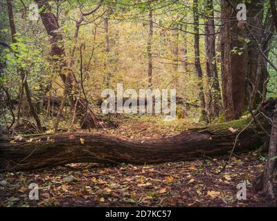 Magnifique paysage de forêt d'automne avec un tapis de yelow déchu et des feuilles brunes Banque D'Images
