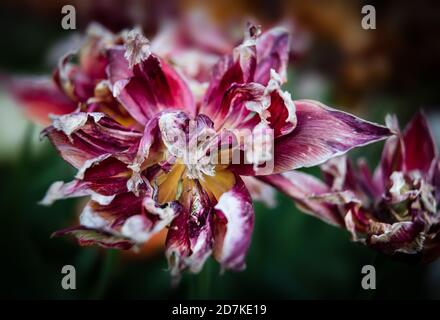 Tulipes séchées. Pétales secs de tulipes rouges. Des tulipes sèches comme le symbole du temps de fondu. DOF peu profond Banque D'Images