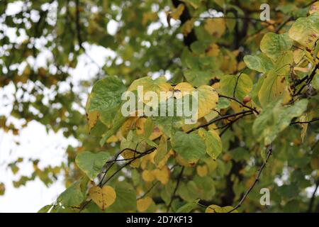 Feuilles jaunes et vertes sur une branche d'arbre Banque D'Images