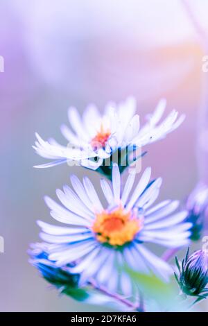 Fleurs roses sur fond lumineux Banque D'Images