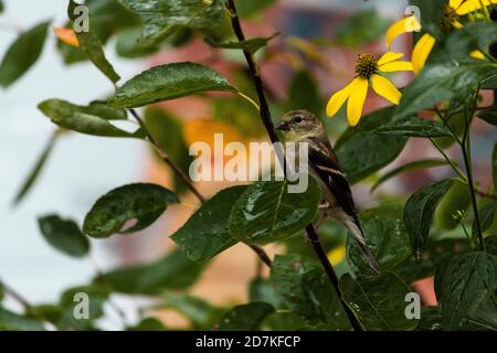 Golden Finch sous une légère pluie Banque D'Images