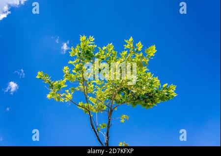 Érable à feuillage vert luxuriant contre un ciel bleu vif par une journée ensoleillée. Couleur de fraîcheur naturelle pour l'arrière-plan de l'accueil et le papier peint. Banque D'Images