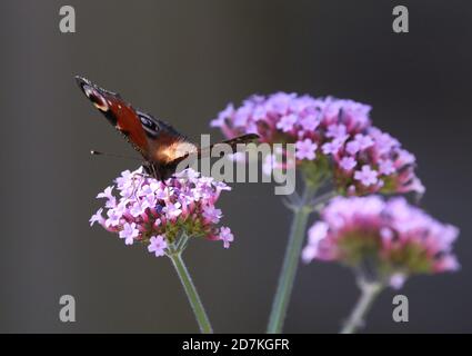 Papillon paon sur blossom Banque D'Images