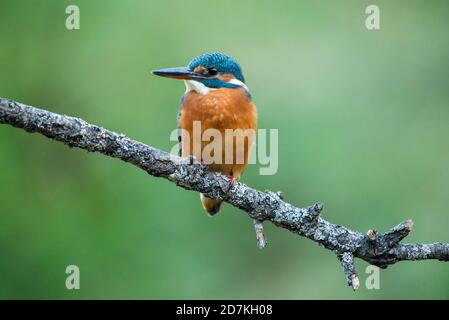 kingfisher femelle Banque D'Images