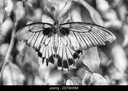 Papilio Lowi, alias Grand Mormon jaune ou asiatique est un swallowtail butterfly tropical. Ici montré en étant debout sur une feuille Banque D'Images