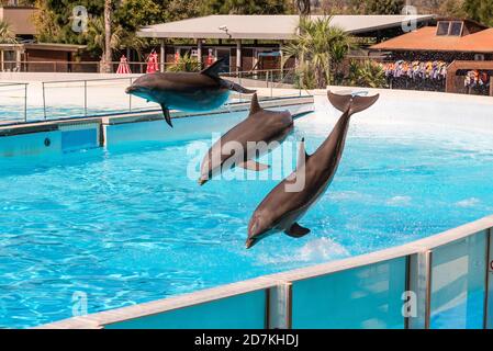 Trois beaux dauphins sautant dans une piscine montrant leurs capacités acrobatiques Banque D'Images