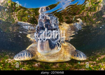 Tortue de mer verte, Chelonia mydas, recherche d'algues dans un récif peu profond, espèces menacées, Laniakea Beach, Oahu, Hawaii, États-Unis, Océan Pacifique Banque D'Images