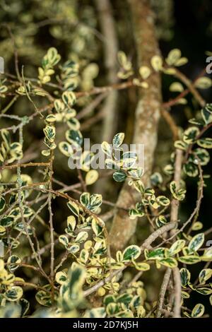 Azara microphylla 'Variegata', arbuste à feuilles variégées parfumées Banque D'Images