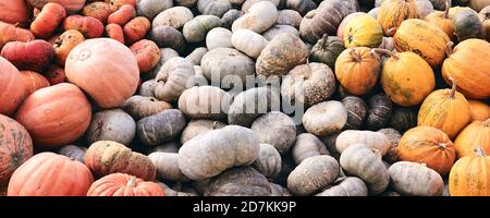 Beaucoup d'énormes et mini citrouilles décoratives sur le marché agricole. Saison des fêtes de Thanksgiving et décor d'Halloween. Foies d'automne, texture naturelle d'automne Banque D'Images