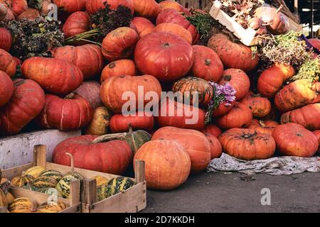 Beaucoup de citrouilles et de fleurs décoratives sur le marché agricole. Saison des fêtes de Thanksgiving et décor d'Halloween. Vers d'automne Banque D'Images