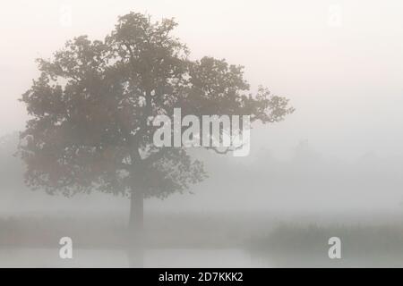 Un arbre isolé apparaît dans la brume matinale de l'automne, à Bushy Park, dans l'ouest de Londres Banque D'Images