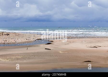 Un grand groupe de mouettes survolant une plage dans la baie de San Francisco, au parc et lagon d'État de San Gregorio Banque D'Images