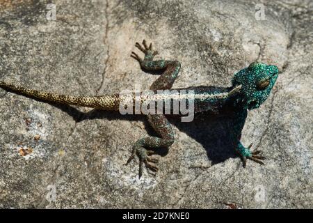 Le lézard du Cap Agama, au sud, se basant sur la roche Banque D'Images