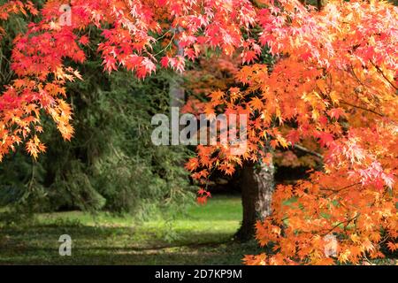 Feuilles d'automne. Acer et les érables dans un feu de couleur, photographiés à l'arboretum Westonbirt, Gloucestershire, Royaume-Uni, au mois d'octobre. Banque D'Images