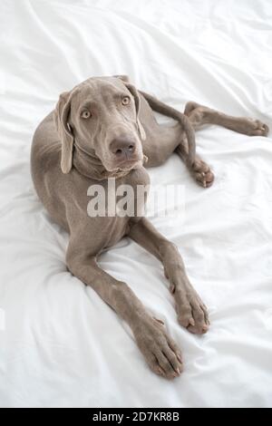 Chien pointeur Weimaraner endormi et fatigué reposant et allongé sur le lit lit en drap blanc dans la chambre Banque D'Images