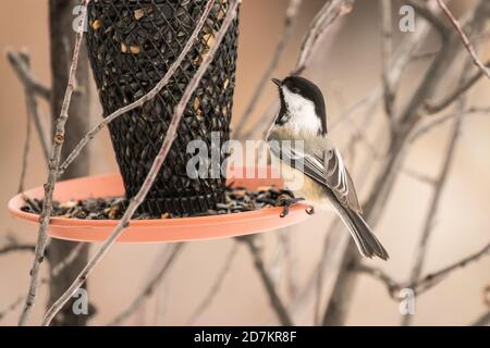 Un chickadee à capuchon noir à un alimenteur Banque D'Images